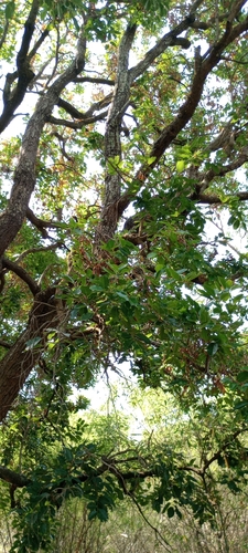 Shorea roxburghii