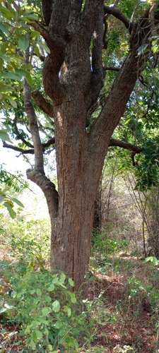 Shorea roxburghii