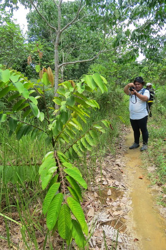 Shorea stenoptera