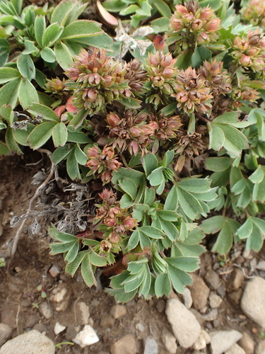Sibbaldia cuneata