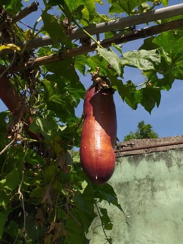 Sicana odorifera