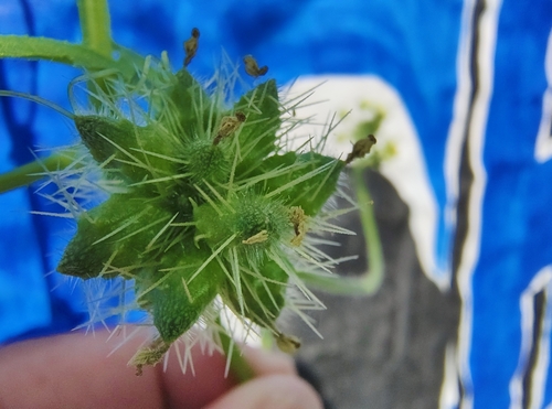 Sicyos microphyllus