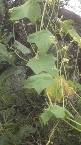 Sicyos microphyllus