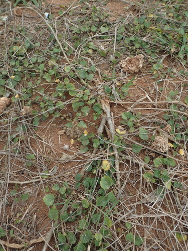 Sida cordata