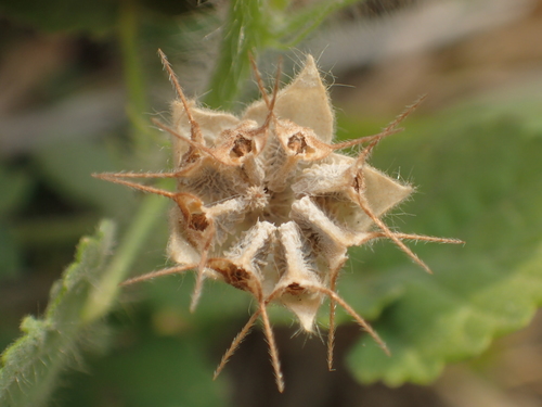 Sida cordifolia