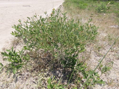 Sida ovata