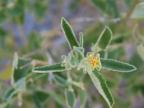 Sida ovata