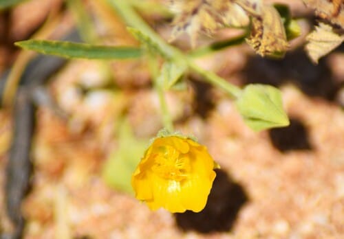 Sida rohlenae