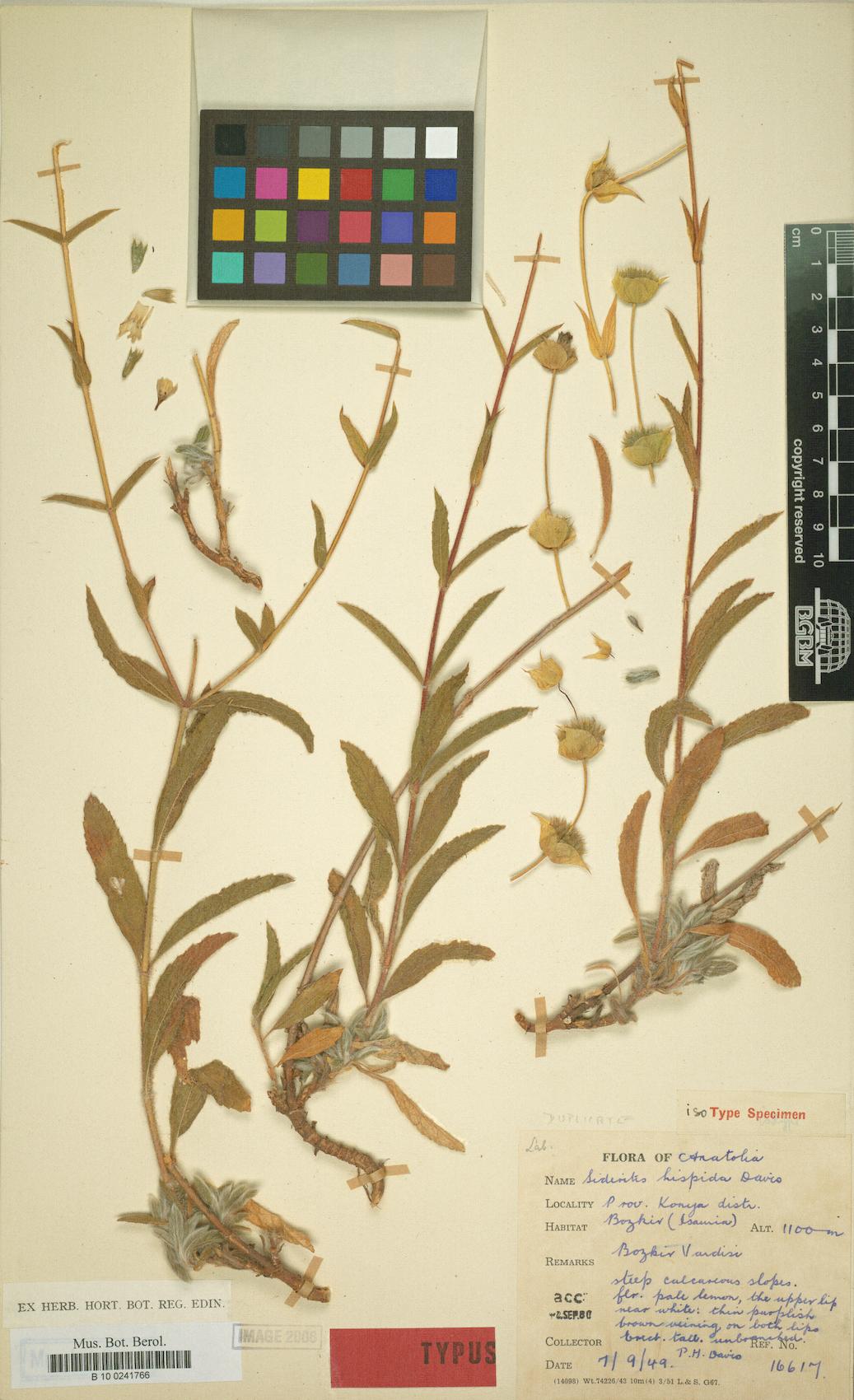Sideritis hispida