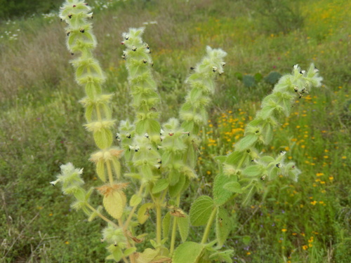 Sideritis lanata