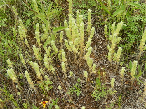 Sideritis lanata