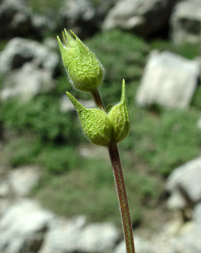 Sideritis libanotica subsp. linearis