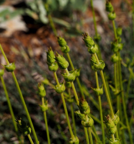 Sideritis libanotica subsp. linearis