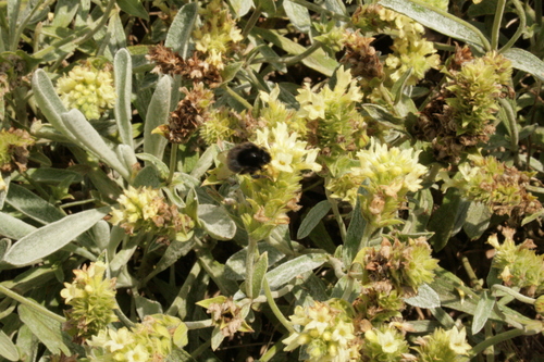 Sideritis scardica