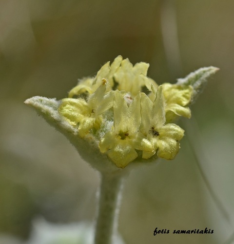 Sideritis syriaca