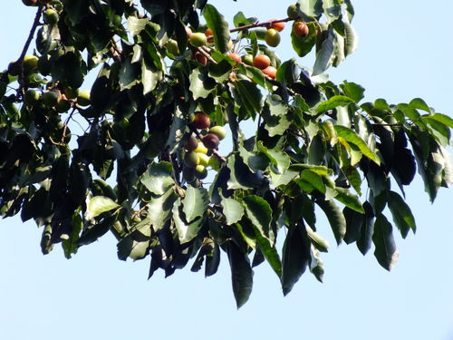 Sideroxylon capiri