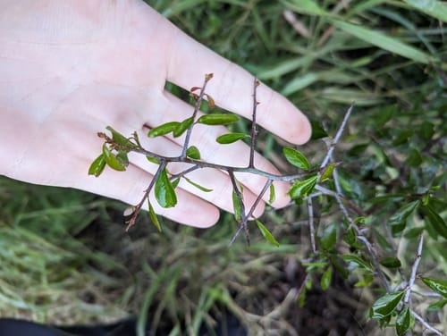 Sideroxylon celastrinum