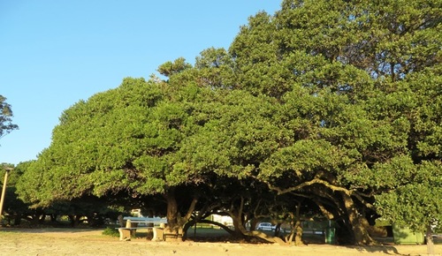 Sideroxylon inerme