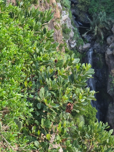 Sideroxylon mirmulans