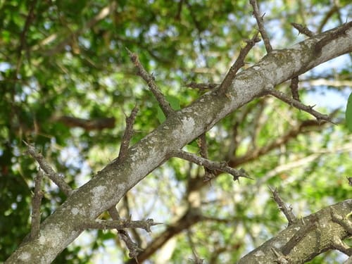 Sideroxylon palmeri