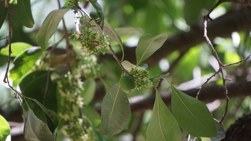 Sideroxylon persimile