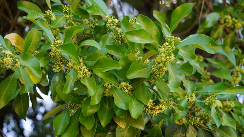 Sideroxylon persimile