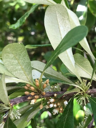 Sideroxylon tenax