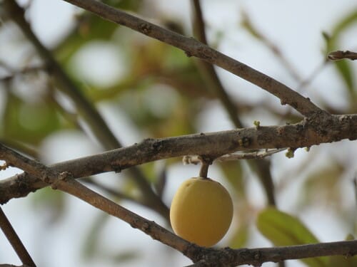 Sideroxylon tepicense