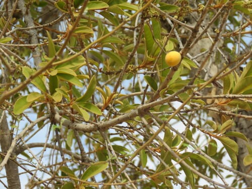 Sideroxylon tepicense