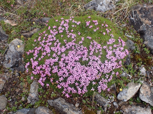 Silene acaulis