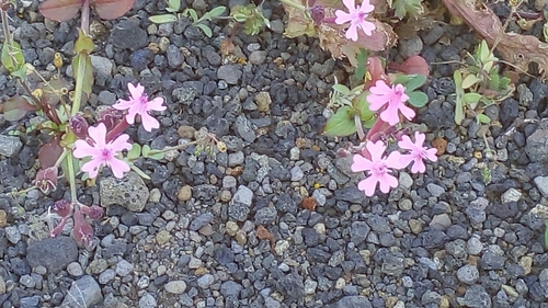 Silene aegyptiaca