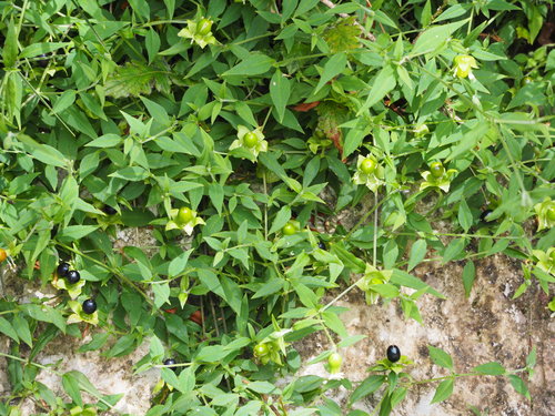 Silene baccifera
