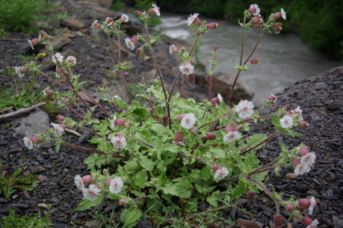 Silene lacera