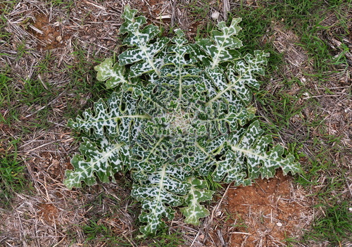 Silybum eburneum