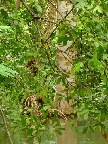 Simaba orinocensis
