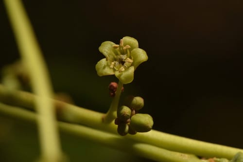 Simarouba versicolor