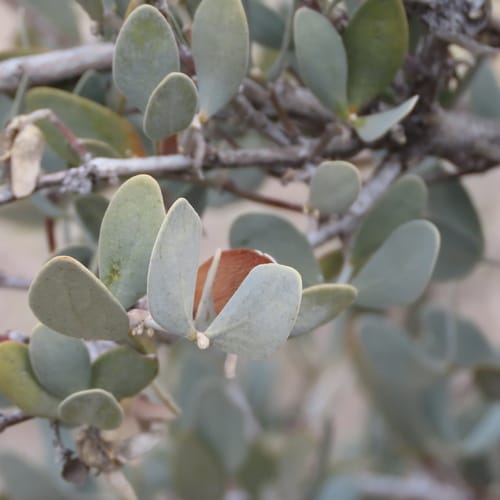 Simmondsia chinensis