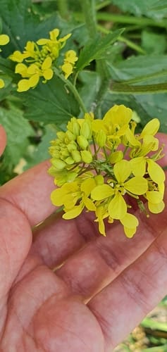 Sinapis alba
