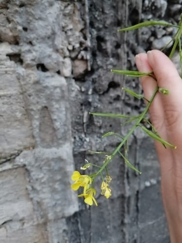 Sinapis alba