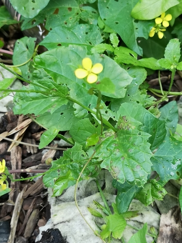 Sinapis arvensis