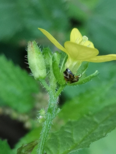 Sinapis arvensis