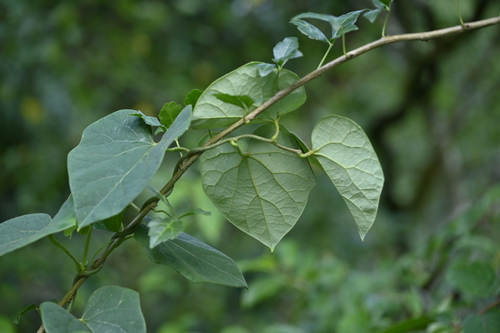 Sinomenium acutum