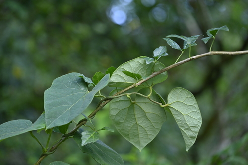 Sinomenium acutum
