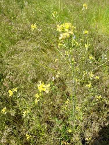 Sisymbrium altissimum