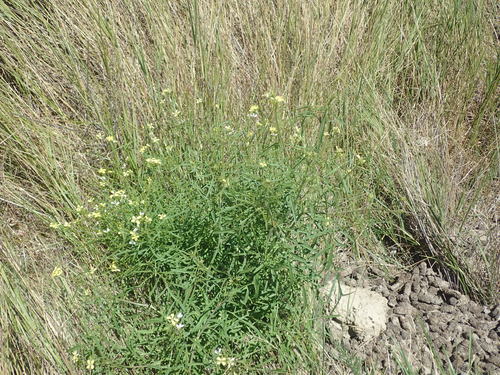 Sisymbrium altissimum