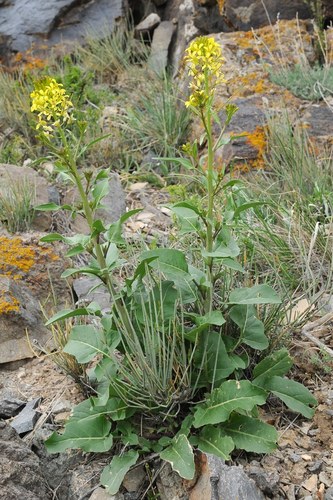 Sisymbrium brassiciforme