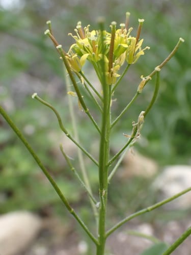 Sisymbrium capense