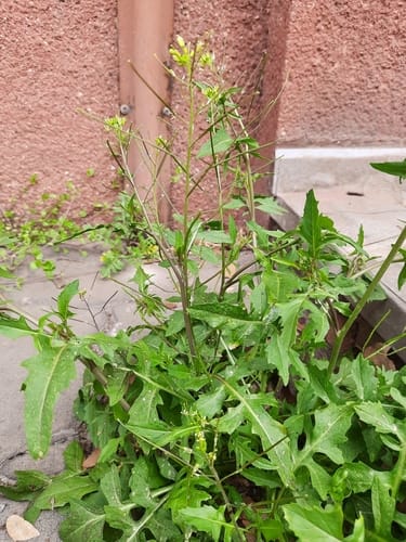 Sisymbrium irio