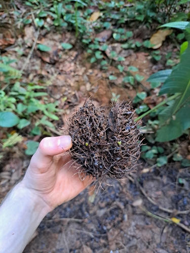 Sloanea dentata
