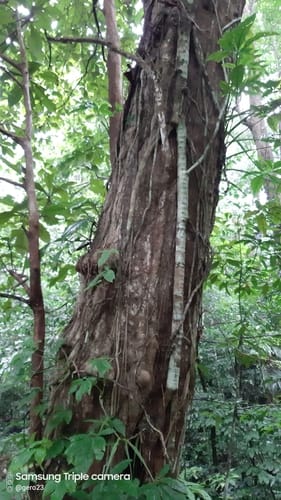 Sloanea medusula